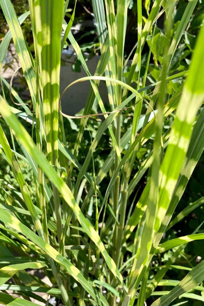 Outdoor Garden |   Miscanthus S. ‘Zebrinus’ #3 Garden Outdoor Garden