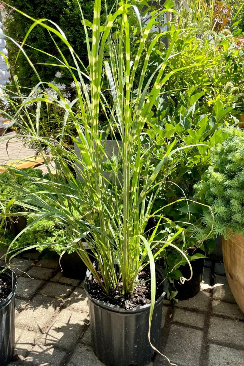 Outdoor Garden |   Miscanthus S. ‘Zebrinus’ #3 Garden Outdoor Garden