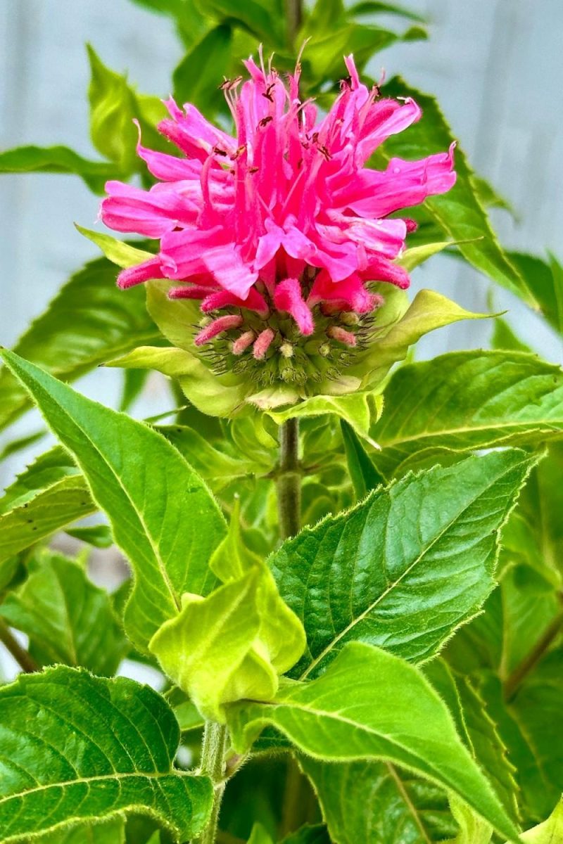 Outdoor Garden |   Monarda ‘Marshalls Delight’ #1 Garden Outdoor Garden