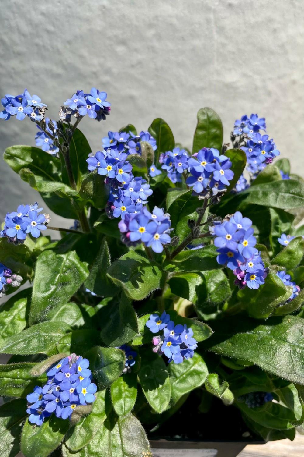 Outdoor Garden |   Myosotis S. ‘Victoria Blue’ 1Qt Garden Outdoor Garden