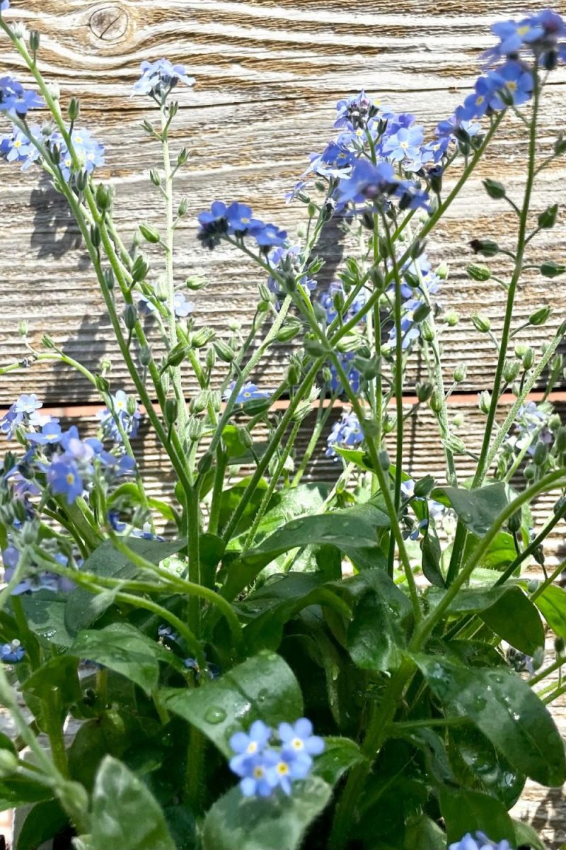 Outdoor Garden |   Myosotis S. ‘Victoria Blue’ 1Qt Garden Outdoor Garden