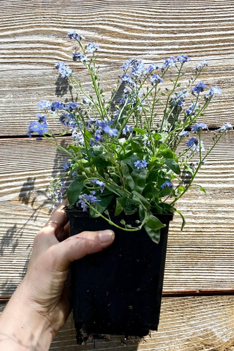 Outdoor Garden |   Myosotis S. ‘Victoria Blue’ 1Qt Garden Outdoor Garden