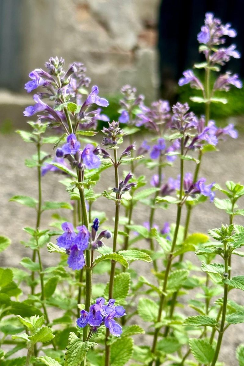 Outdoor Garden |   Nepeta F. ‘Blue Wonder’ #1 Garden Outdoor Garden