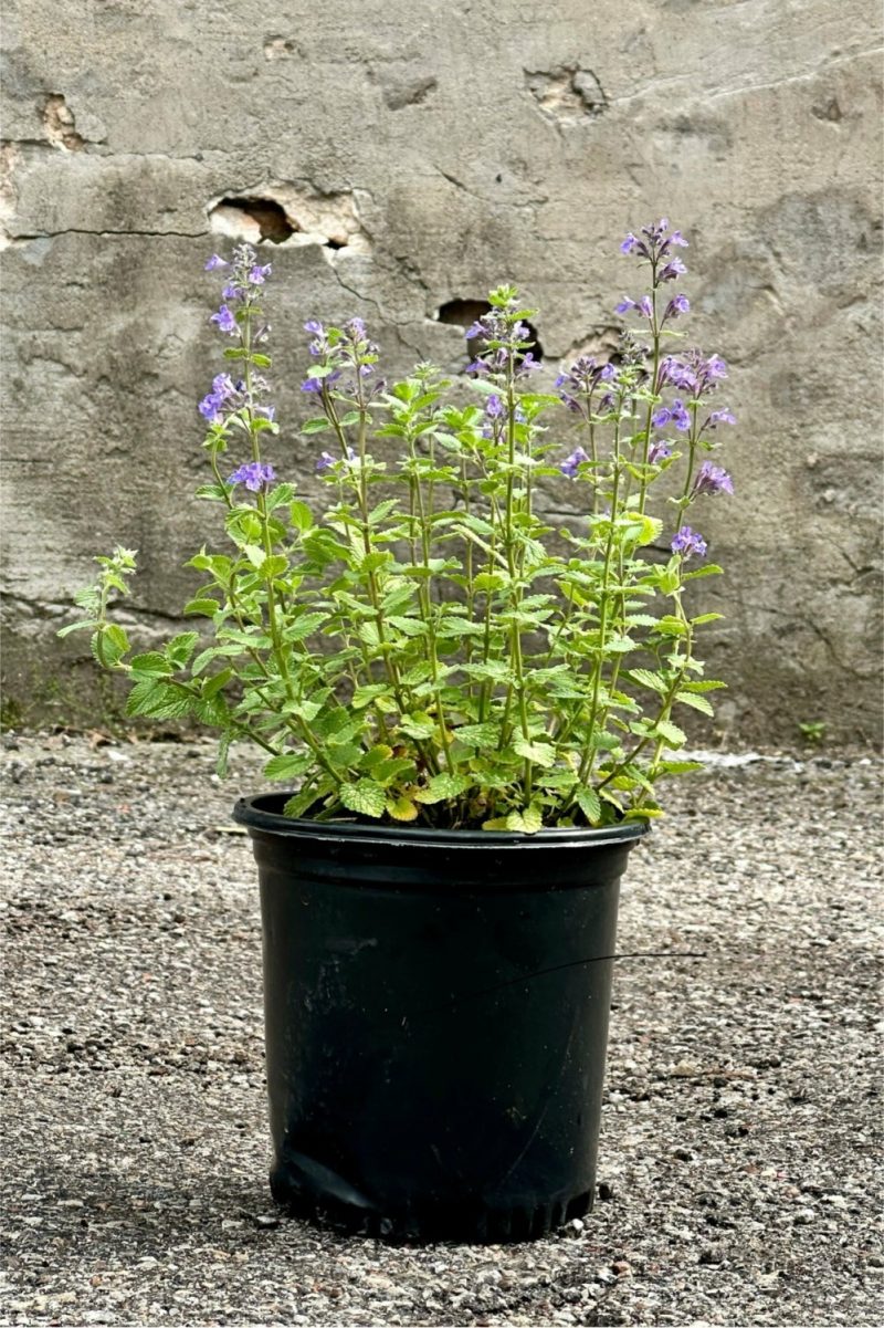 Outdoor Garden |   Nepeta F. ‘Blue Wonder’ #1 Garden Outdoor Garden