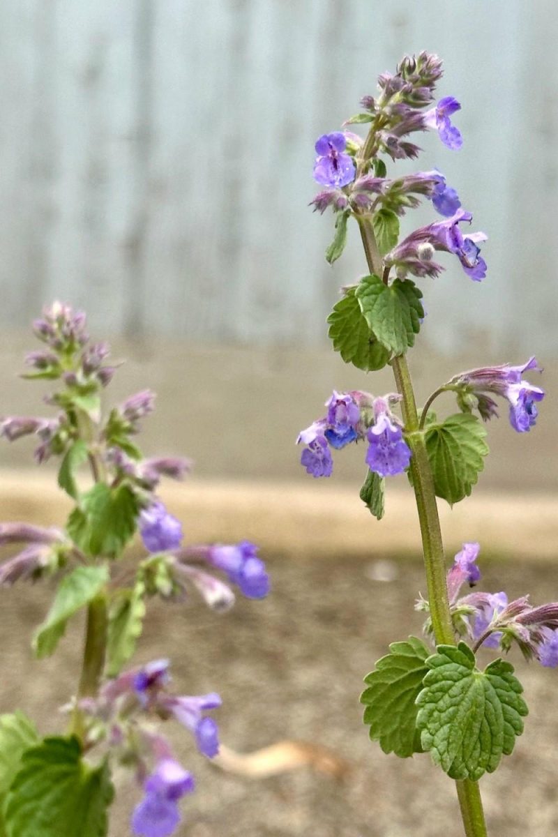 Outdoor Garden |   Nepeta F. ‘Blue Wonder’ 1Qt Garden Outdoor Garden