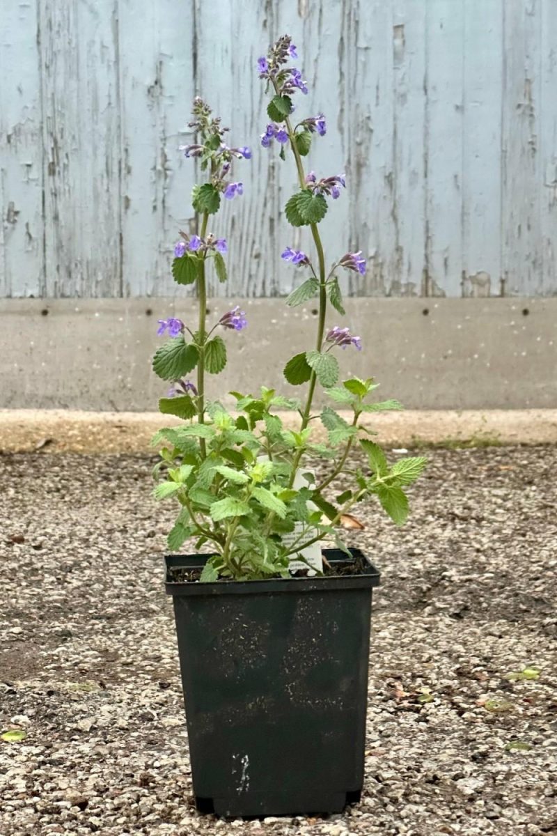 Outdoor Garden |   Nepeta F. ‘Blue Wonder’ 1Qt Garden Outdoor Garden