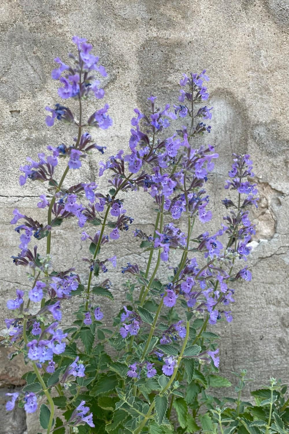 Outdoor Garden |   Nepeta F. ‘Walkers Low’ #1 Garden Outdoor Garden