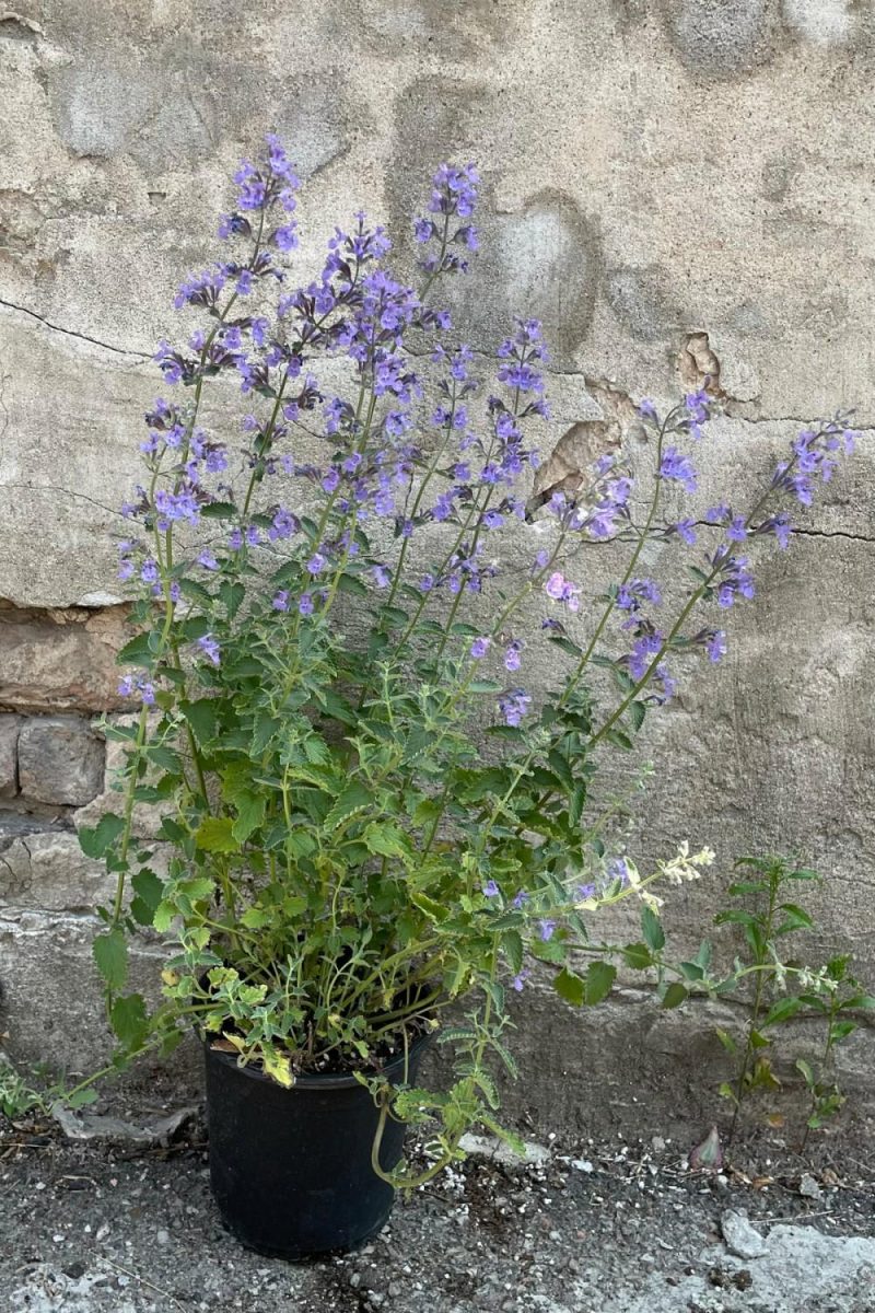 Outdoor Garden |   Nepeta F. ‘Walkers Low’ #1 Garden Outdoor Garden