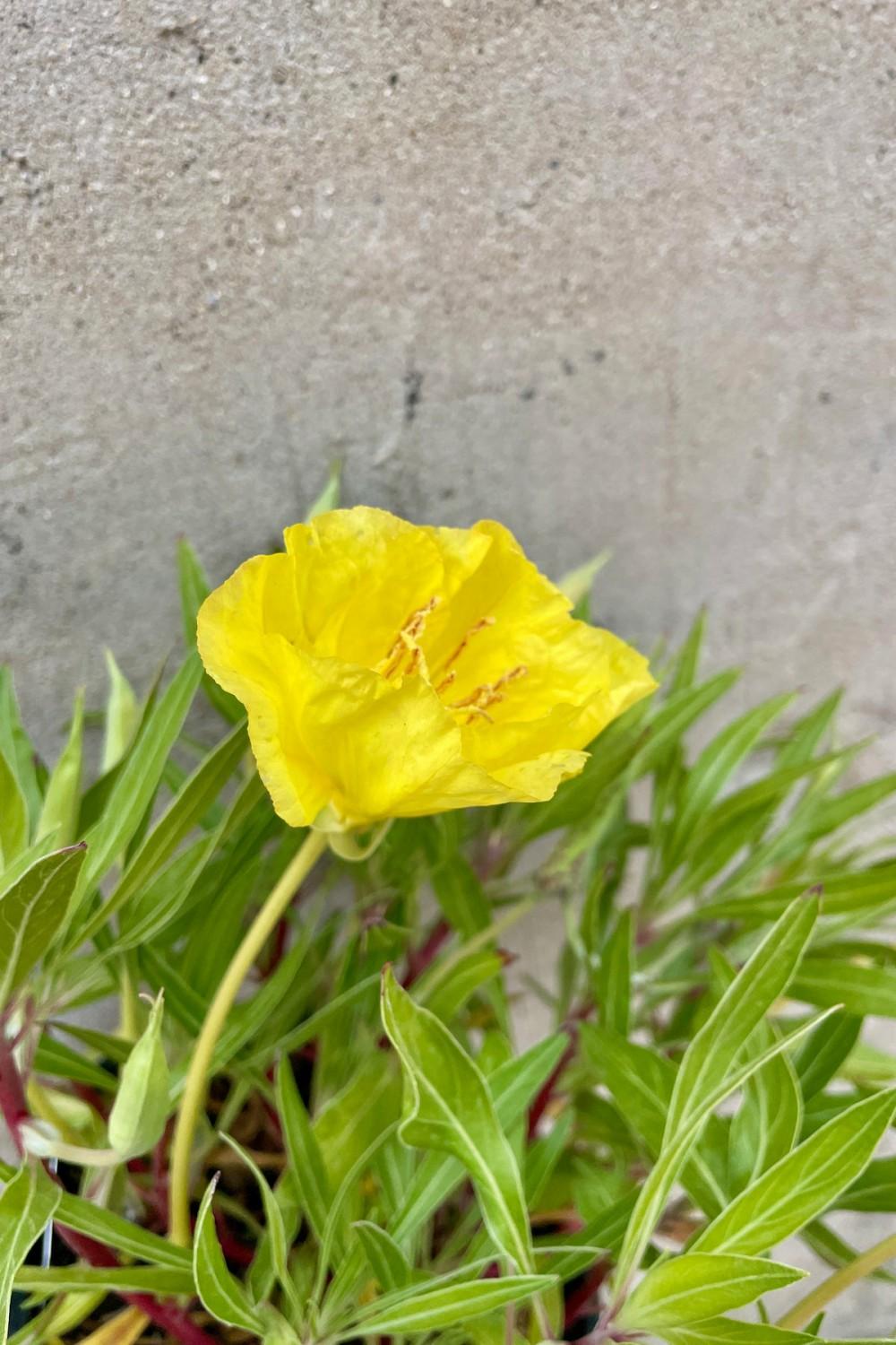 Outdoor Garden |   Oenothera Missouriensis #1 Garden Outdoor Garden