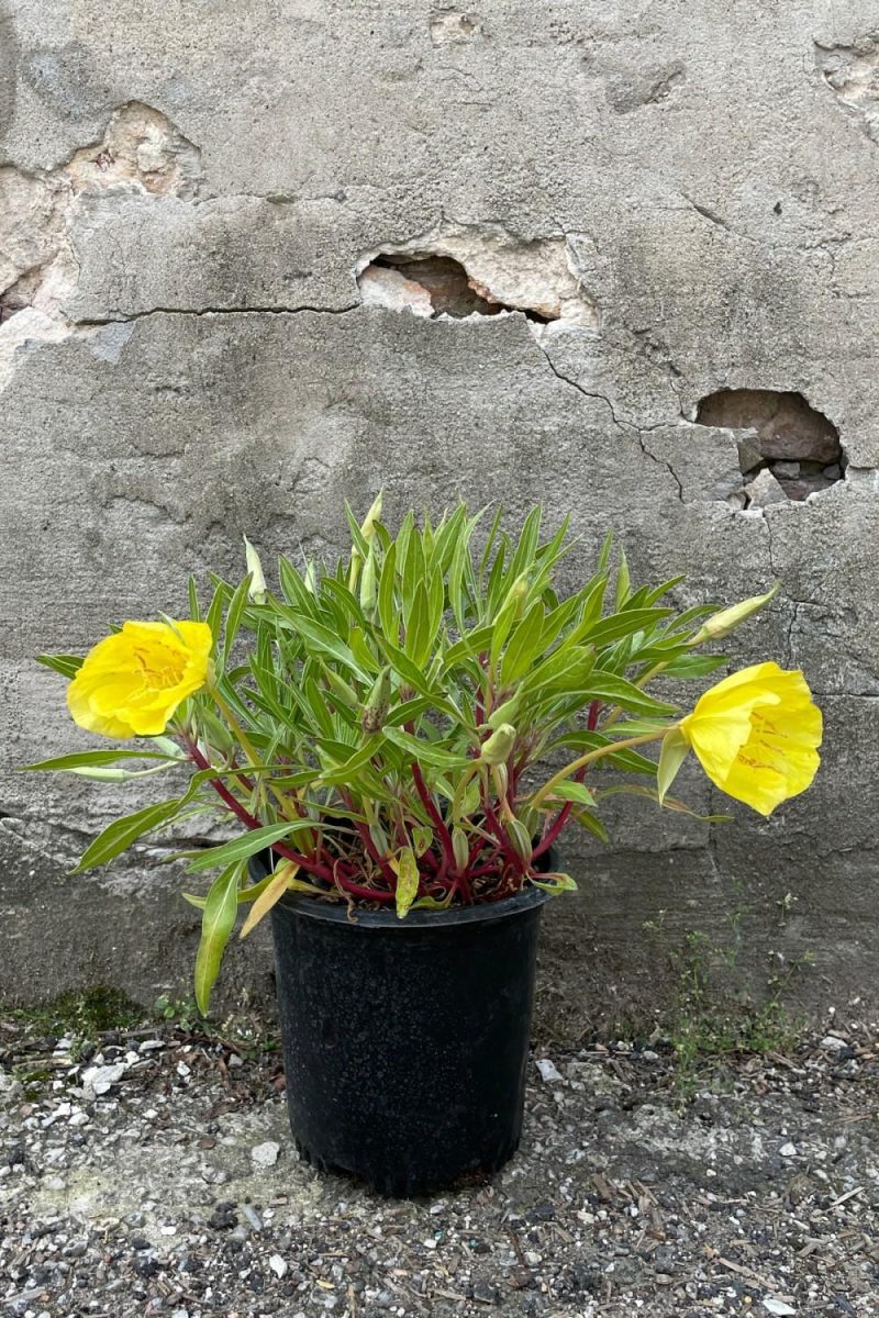 Outdoor Garden |   Oenothera Missouriensis #1 Garden Outdoor Garden