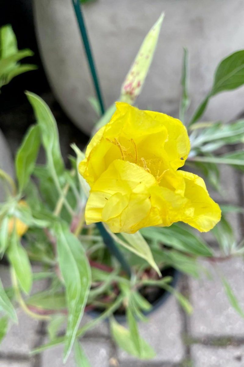 Outdoor Garden |   Oenothera Missouriensis #1 Garden Outdoor Garden