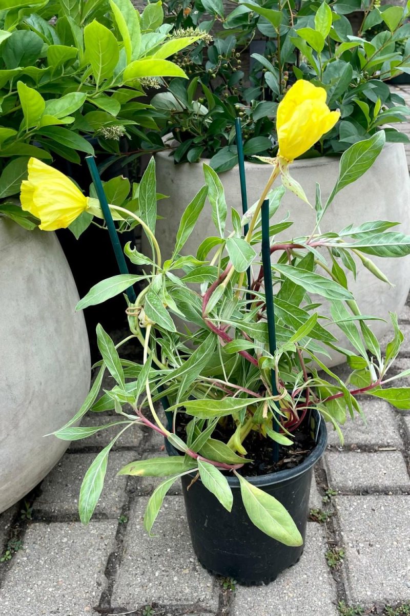 Outdoor Garden |   Oenothera Missouriensis #1 Garden Outdoor Garden