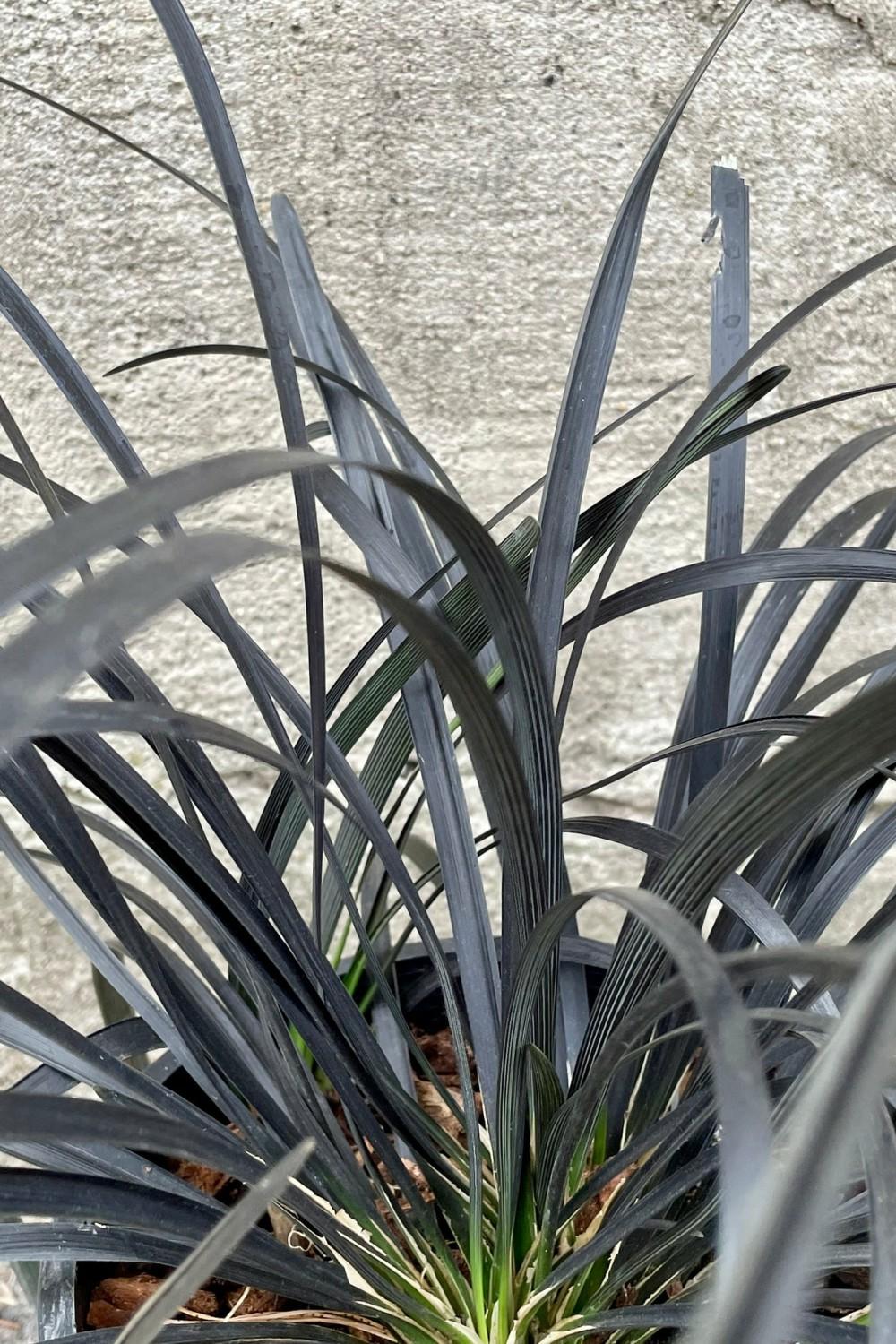 Outdoor Garden |   Ophiopogon Planiscapus ‘Nigrescens’ #1 Garden Outdoor Garden