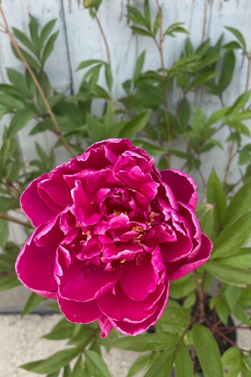 Outdoor Garden |   Paeonia ‘Karl Rosenfield’ #2 Garden Outdoor Garden