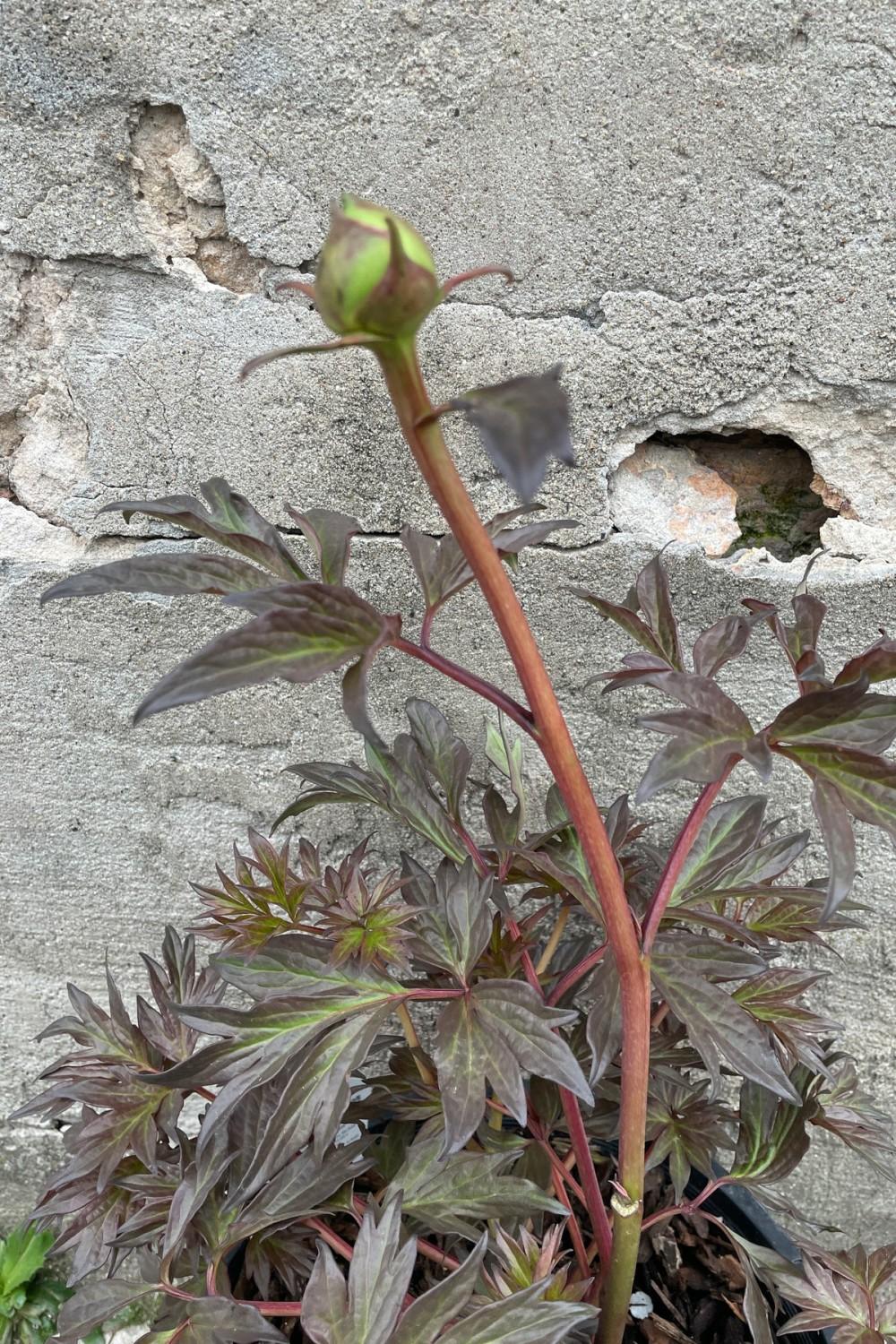 Outdoor Garden |   Paeonia X ‘Gordon E. Simonson’ #3 Garden Outdoor Garden