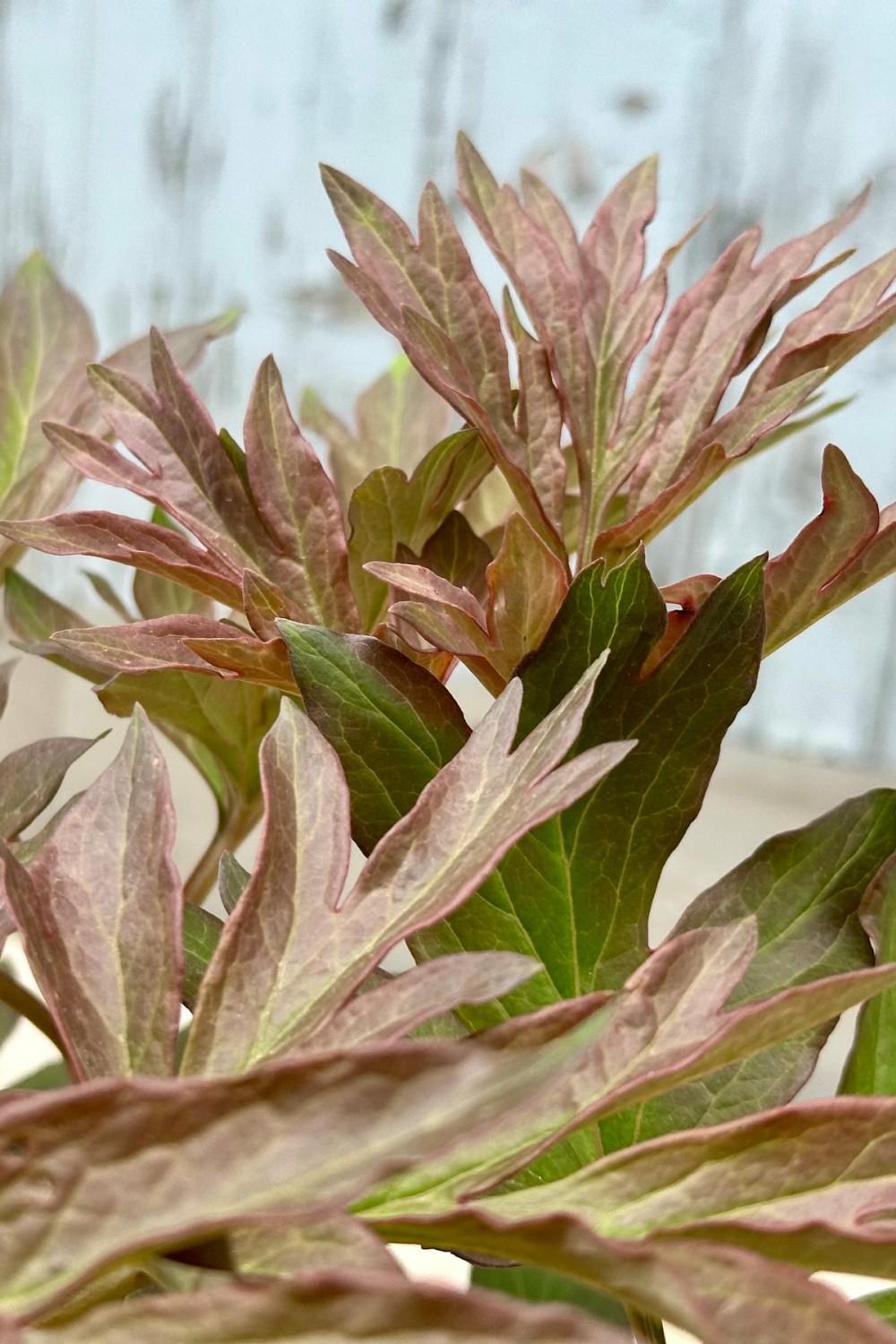 Outdoor Garden |   Paeonia X ‘Julia Rose’ #3 Garden Outdoor Garden