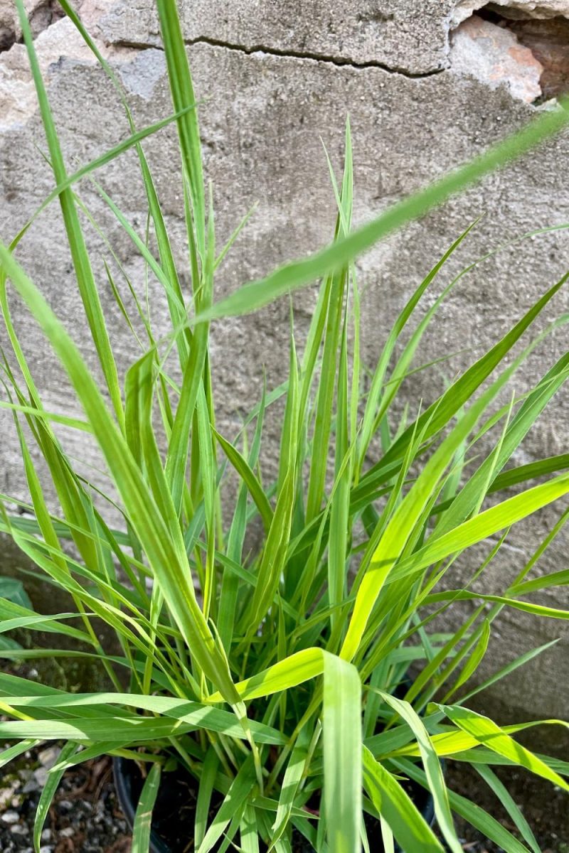 Outdoor Garden |   Panicum V. ‘Heavy Metal’ #1 Garden Outdoor Garden