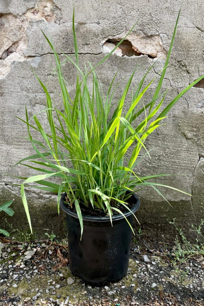 Outdoor Garden |   Panicum V. ‘Heavy Metal’ #1 Garden Outdoor Garden