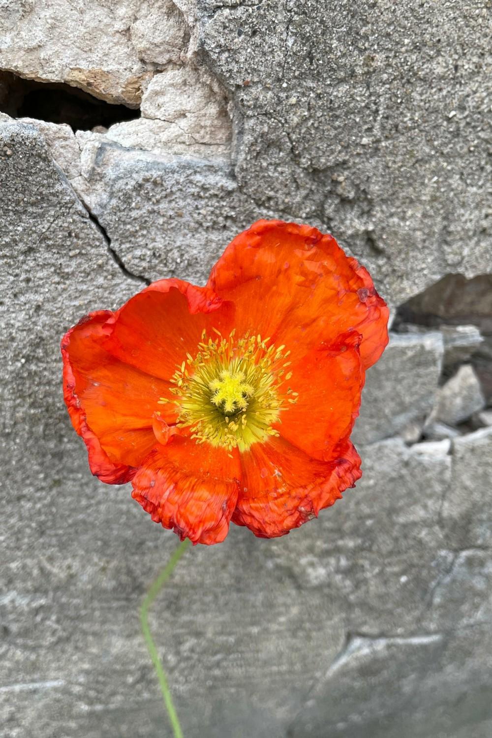 Outdoor Garden |   Papaver N. ‘Champagne Bubbles’ 1Qt Garden Outdoor Garden