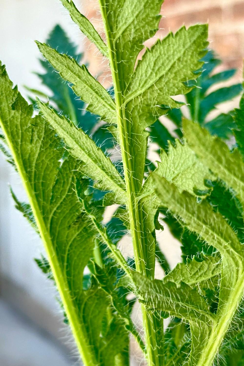 Outdoor Garden |   Papaver O. ‘Princess Victoria Louise’ 1Qt Garden Outdoor Garden