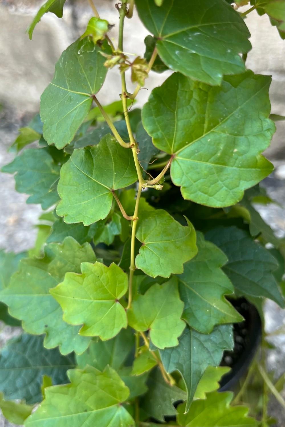 Outdoor Garden |   Parthenocissus Tricuspidata #1 Garden Outdoor Garden