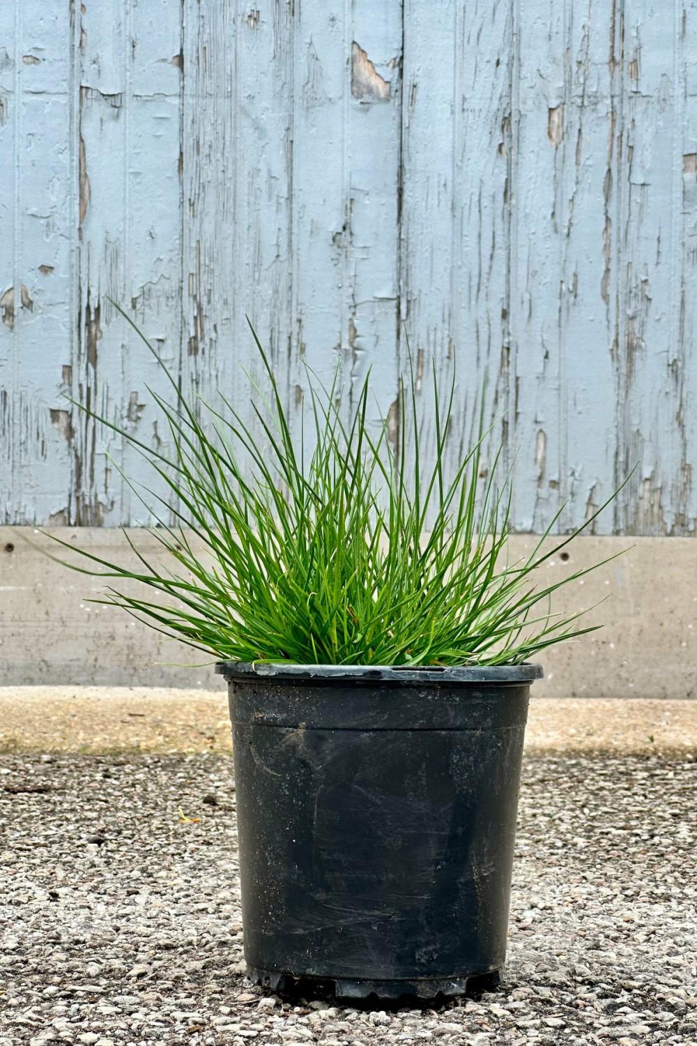 Outdoor Garden |   Pennisetum A. ‘Little Bunny’ #1 Garden Outdoor Garden