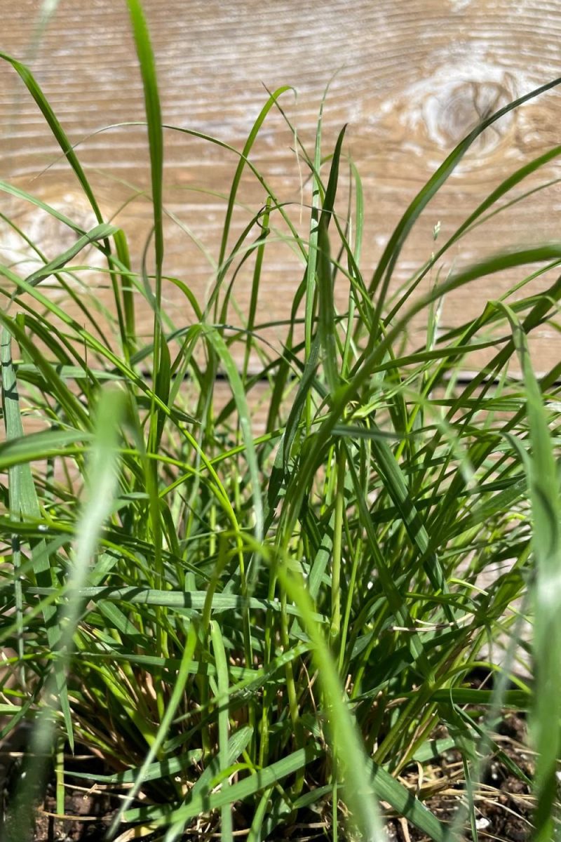 Outdoor Garden |   Pennisetum Alop. ‘Hameln’ #1 Garden Outdoor Garden