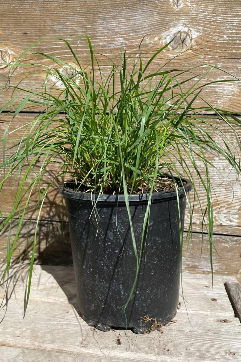 Outdoor Garden |   Pennisetum Alop. ‘Hameln’ #1 Garden Outdoor Garden