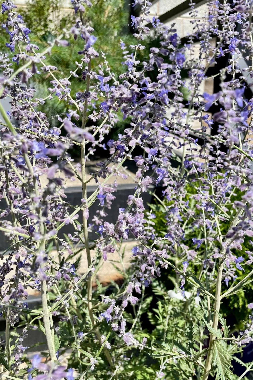 Outdoor Garden |   Perovskia Atriplicifolia #3 Garden Outdoor Garden