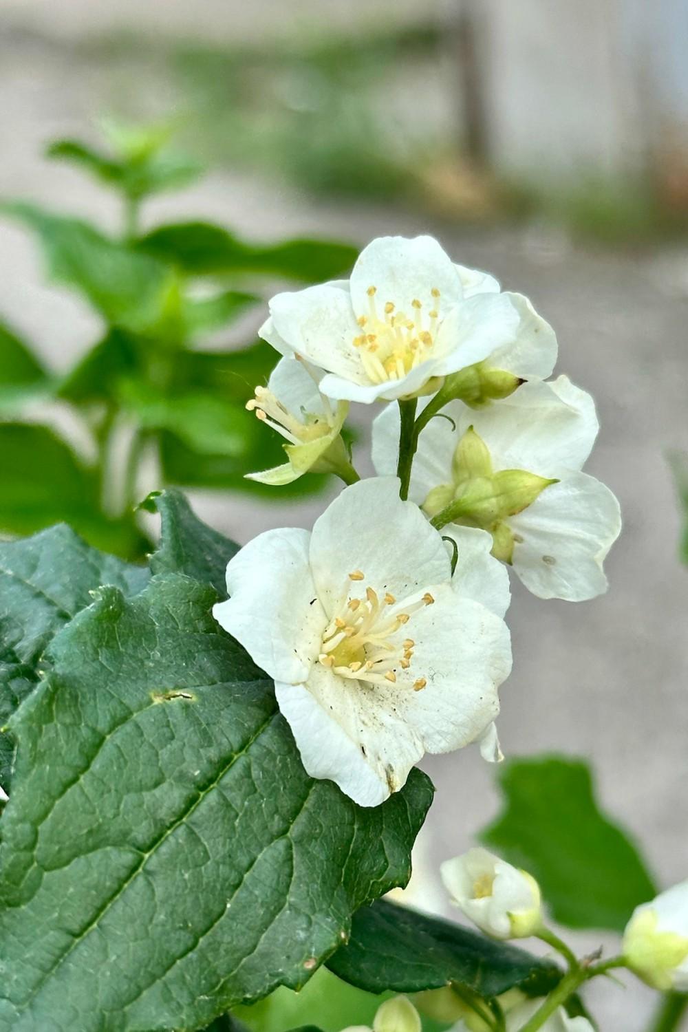 Outdoor Garden |   Philadelphus ‘Illuminati Tower’ #3 Garden Outdoor Garden