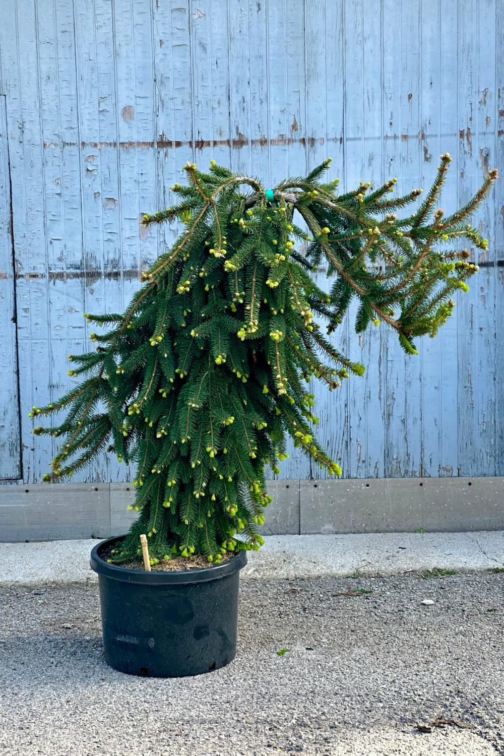 Outdoor Garden |   Picea Abies ‘Pendula’ #10 Weeping Garden Outdoor Garden