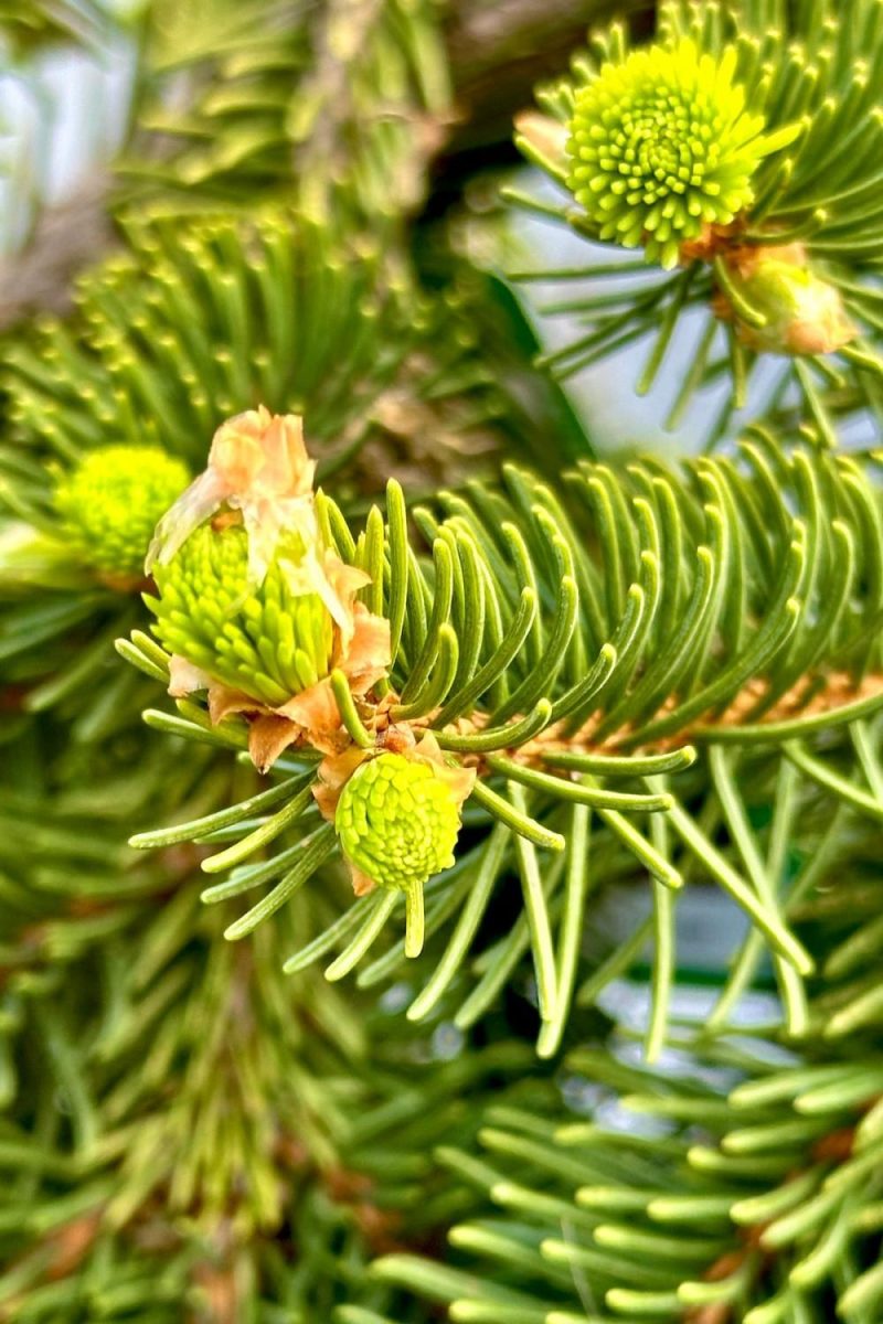 Outdoor Garden |   Picea Abies ‘Pendula’ #10 Weeping Garden Outdoor Garden