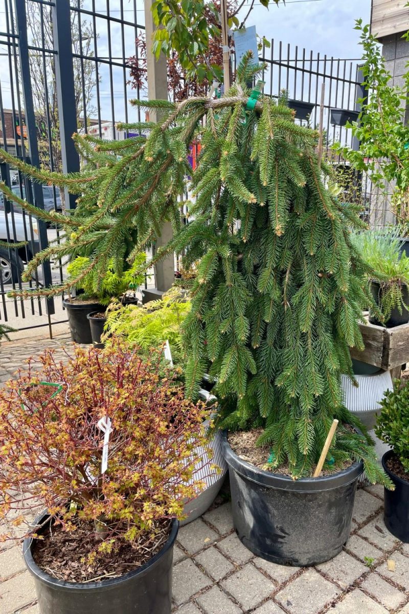 Outdoor Garden |   Picea Abies ‘Pendula’ #10 Weeping Garden Outdoor Garden