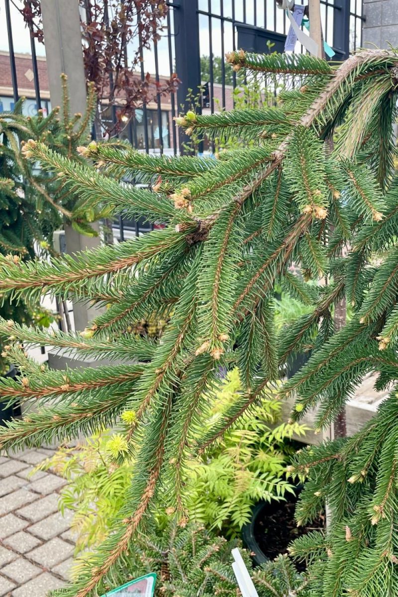 Outdoor Garden |   Picea Abies ‘Pendula’ #10 Weeping Garden Outdoor Garden