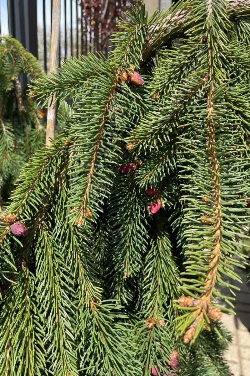 Outdoor Garden |   Picea Abies ‘Pendula’ #10 Weeping Garden Outdoor Garden