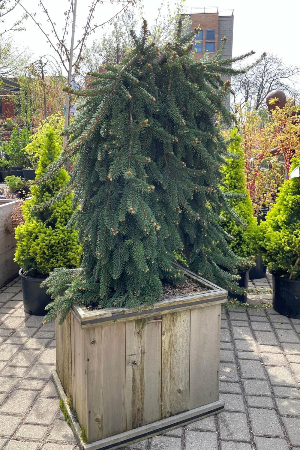 Outdoor Garden |   Picea Abies ‘Pendula’ #20 Weeping Garden Outdoor Garden