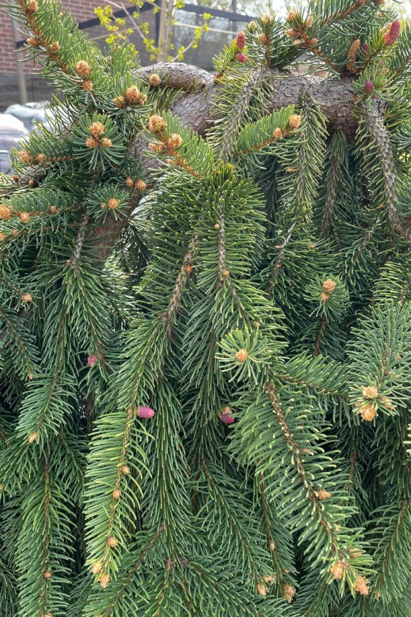 Outdoor Garden |   Picea Abies ‘Pendula’ #20 Weeping Garden Outdoor Garden