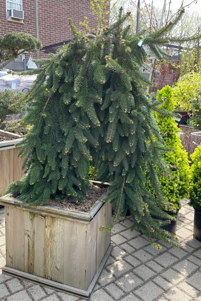 Outdoor Garden |   Picea Abies ‘Pendula’ #20 Weeping Garden Outdoor Garden