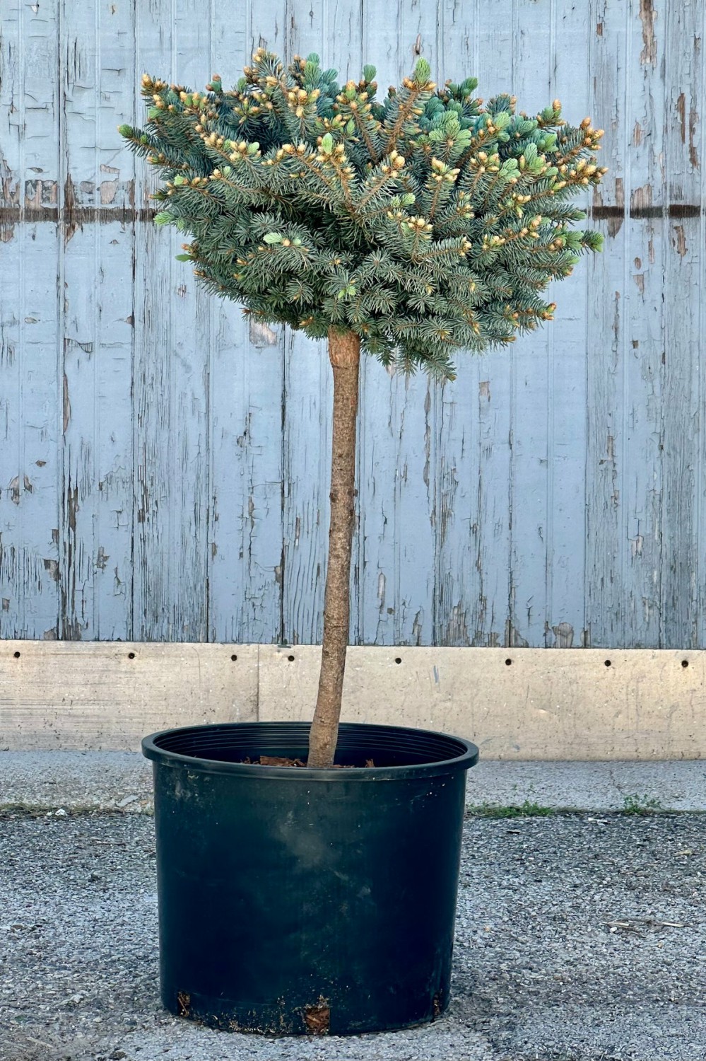 Outdoor Garden |   Picea Pungens ‘Globosa’ Standard #7 Garden Outdoor Garden