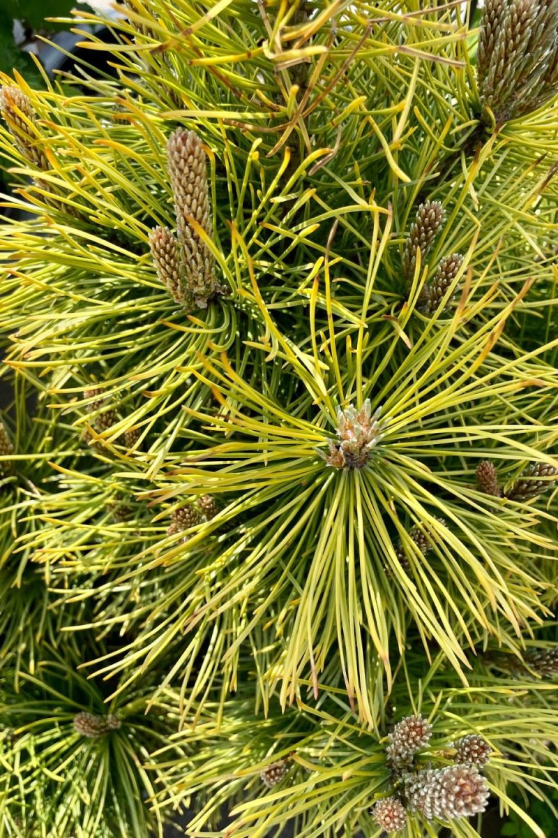 Outdoor Garden |   Pinus M. ‘Wintersonne’ #3 Garden Outdoor Garden