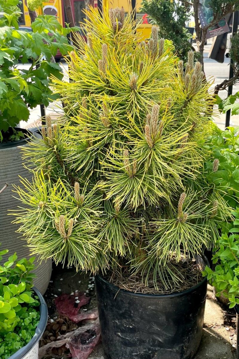 Outdoor Garden |   Pinus M. ‘Wintersonne’ #3 Garden Outdoor Garden