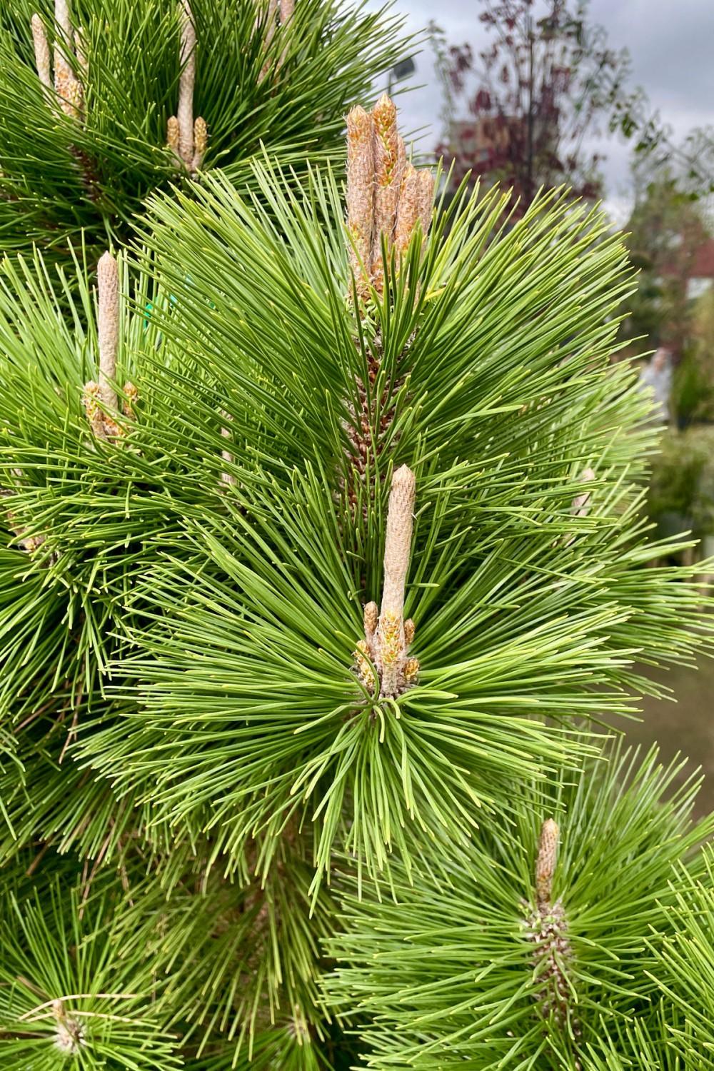 Outdoor Garden |   Pinus T. ‘Thunderhead’ #15 Garden Outdoor Garden