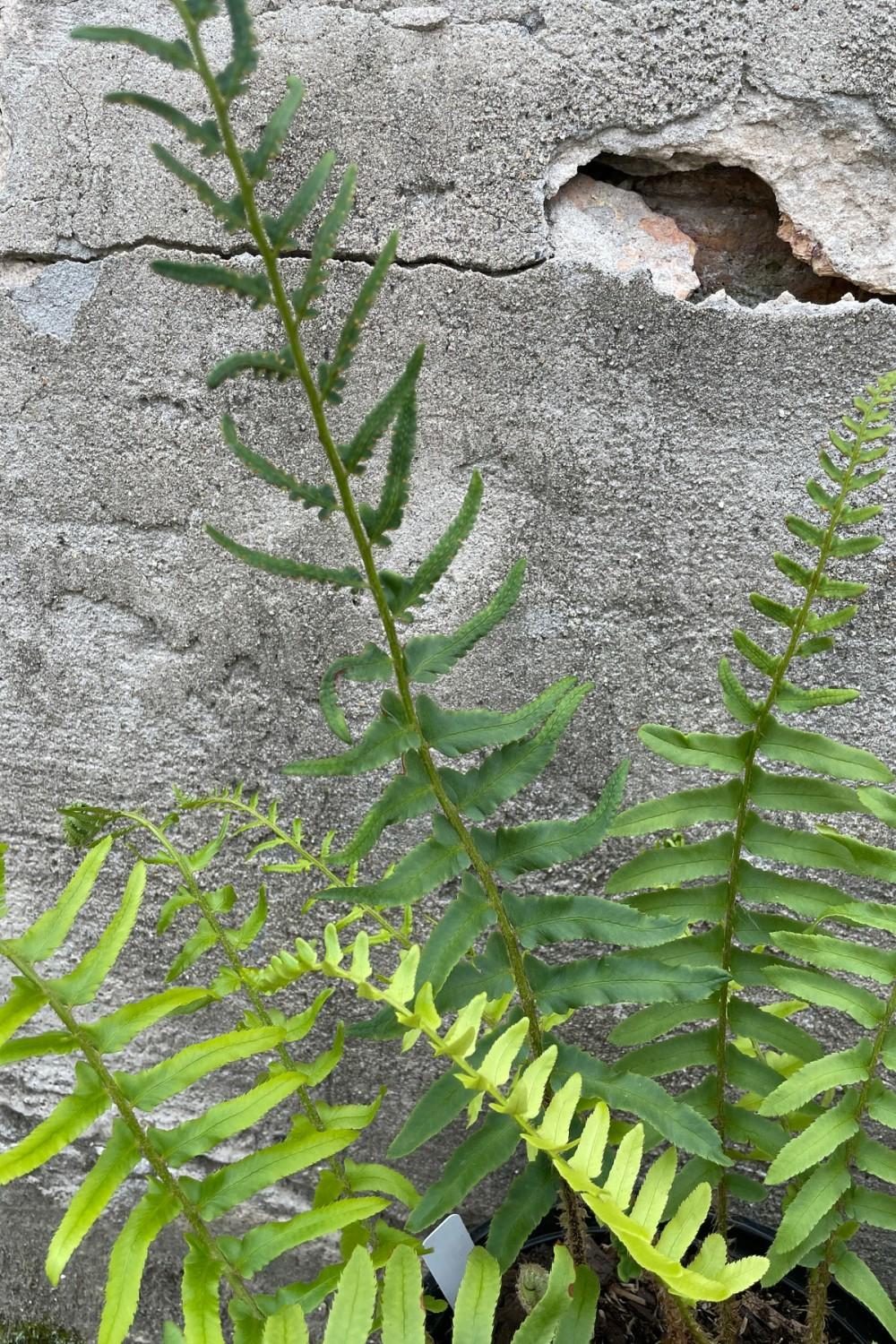 Outdoor Garden |   Polystichum Acrostichoides “Christmas Fern” #1 Garden Outdoor Garden