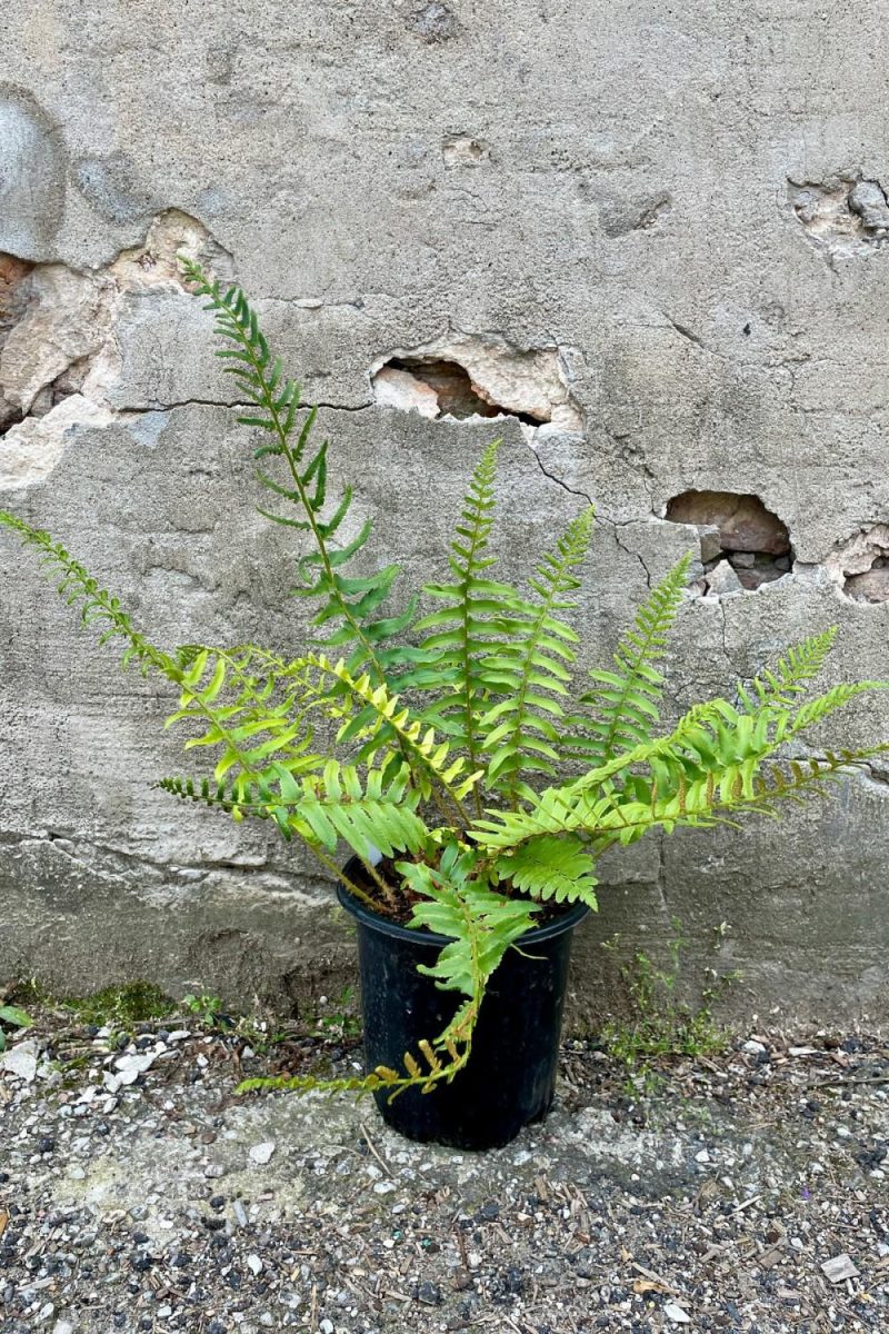 Outdoor Garden |   Polystichum Acrostichoides “Christmas Fern” #1 Garden Outdoor Garden