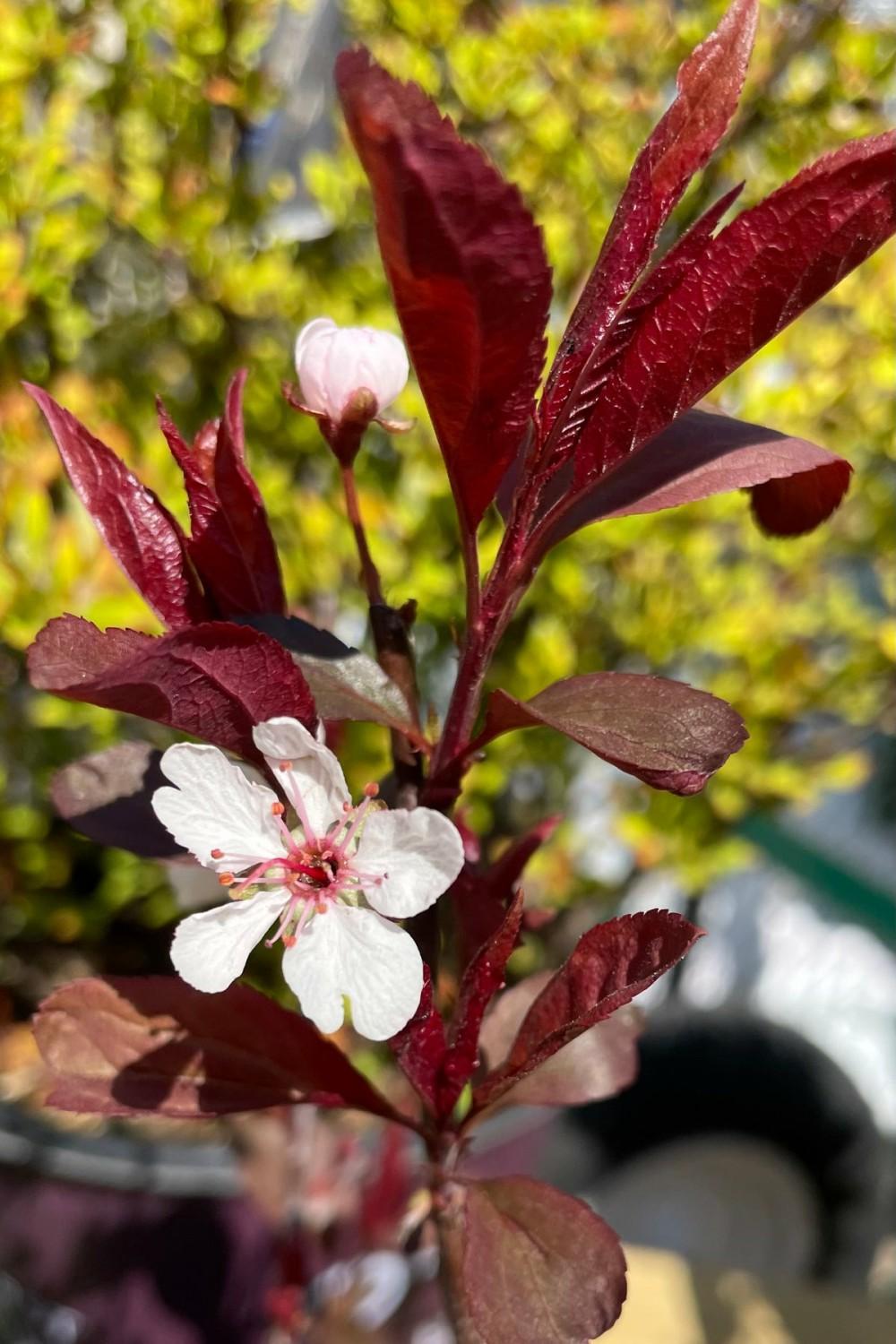 Outdoor Garden |   Prunus Cistena #2 Garden Outdoor Garden