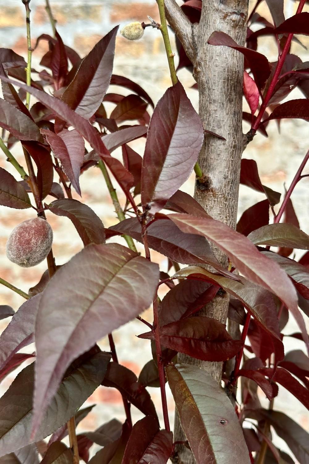 Outdoor Garden |   Prunus P ‘Corinthian Rose’ #10 Garden Outdoor Garden