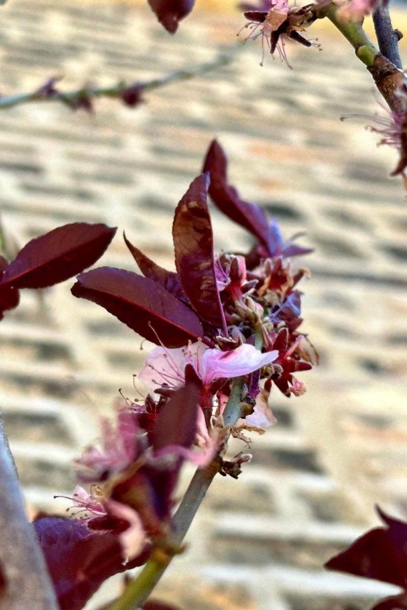 Outdoor Garden |   Prunus P ‘Corinthian Rose’ #10 Garden Outdoor Garden