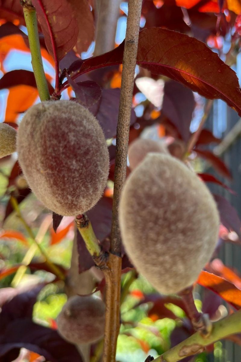 Outdoor Garden |   Prunus P ‘Corinthian Rose’ #10 Garden Outdoor Garden