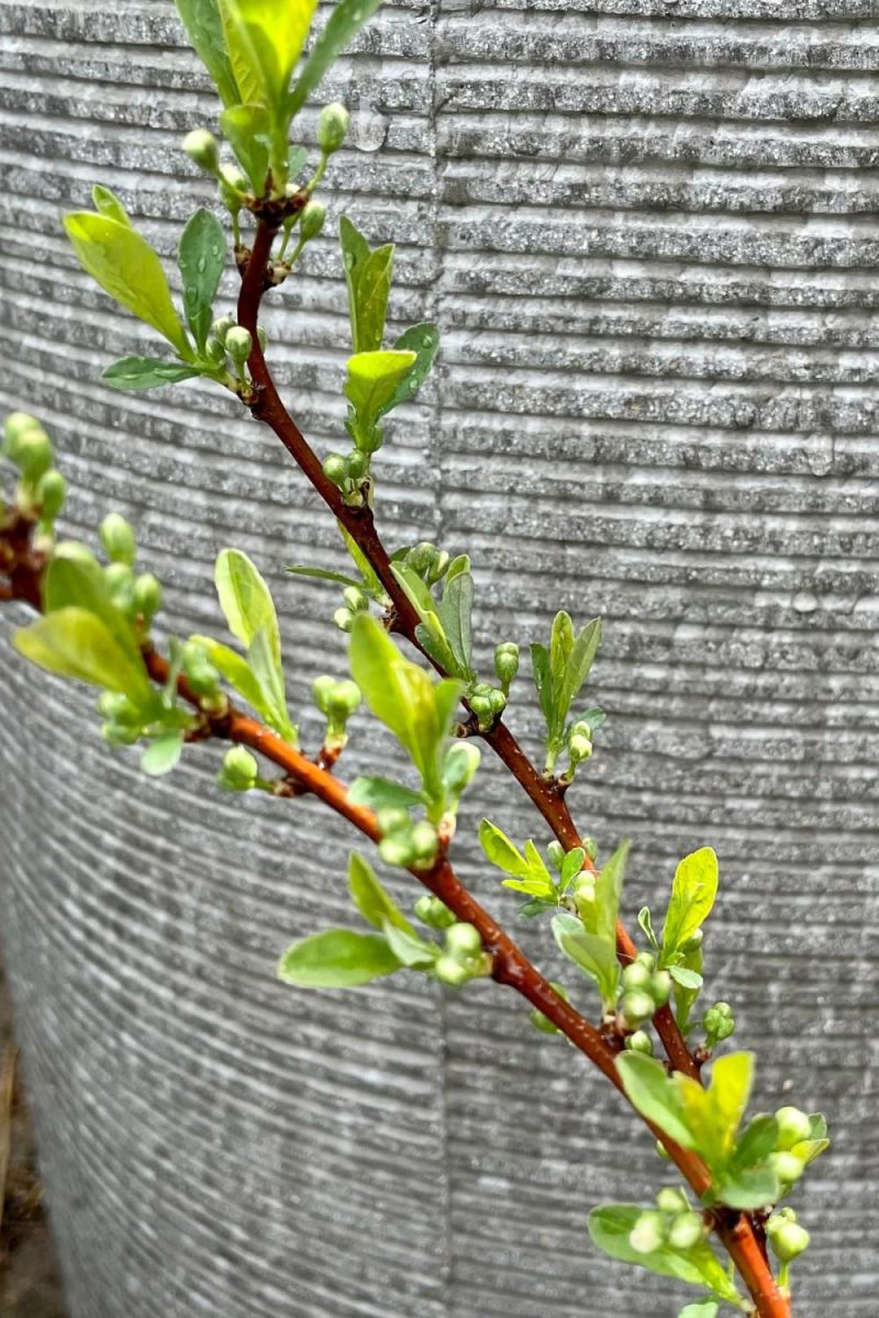 Outdoor Garden |   Prunus P. ‘Jade Parade’ #2 Garden Outdoor Garden