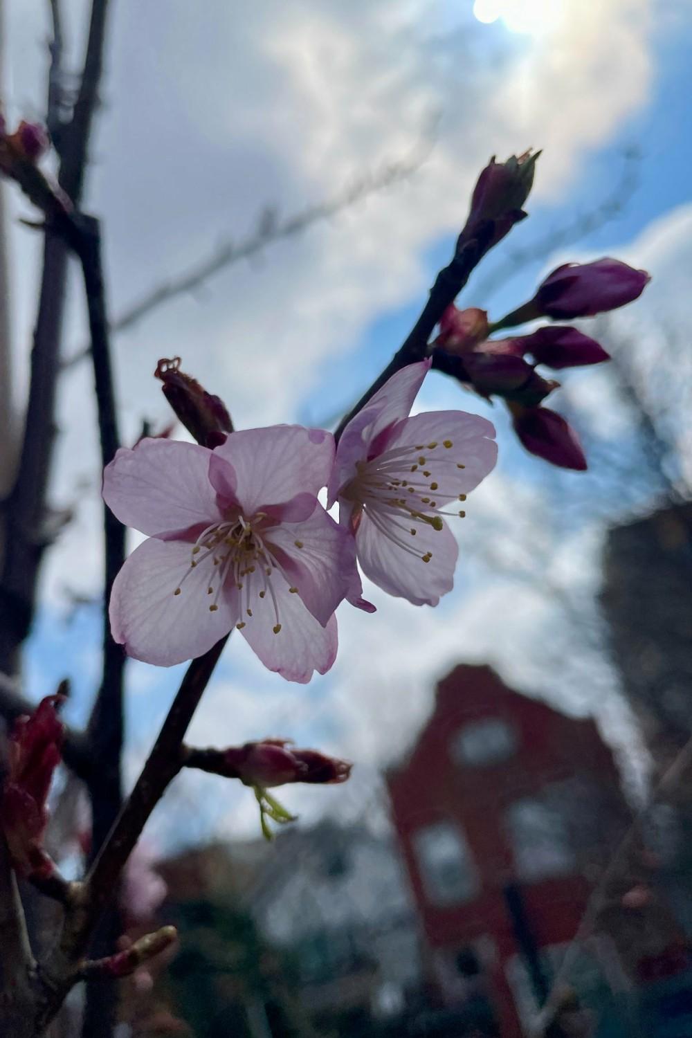 Outdoor Garden |   Prunus ‘spring Wonder’ #10 Garden Outdoor Garden